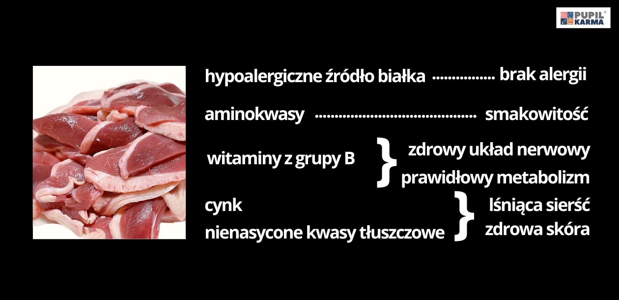 5 powodów, dlaczego Twój Pupil powinien jeść mięso z kaczki. Zdjęcie przedstawia mały obraz z mięsem z kaczki oraz wypisane na czarnym tle jakie korzyści przynosi podawanie psu mięsa z kaczki: hypoalergiczne zródło białka, brak alergii itp. W prawym górnym rogu widać logo pupilkarma.